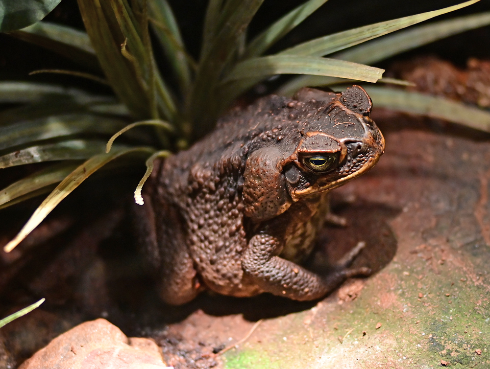 Cane Toad - Rhinella marina