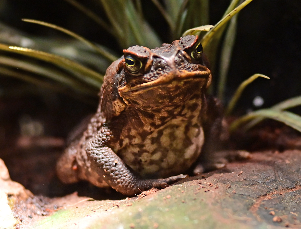 Cane Toad - Rhinella marina