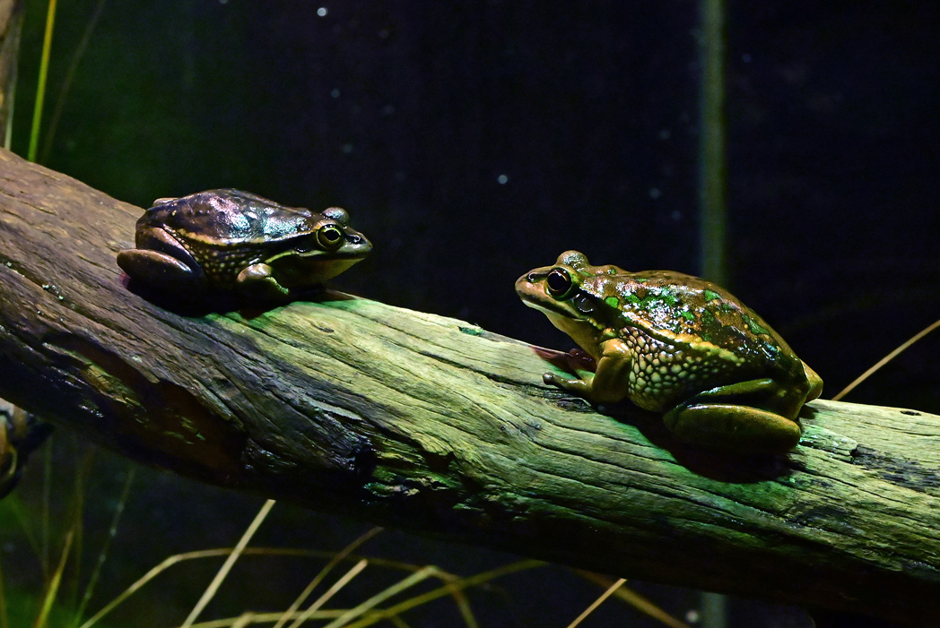 Green and Golden Bell Frog - Litoria aurea
