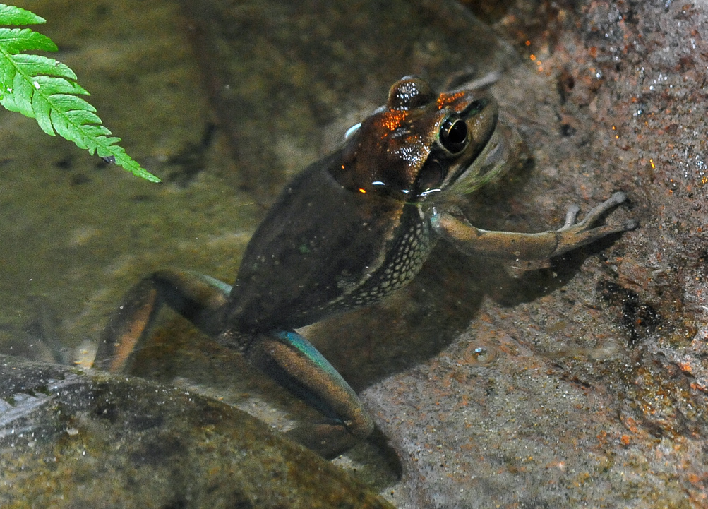 Green and Golden Bell Frog - Litoria aurea