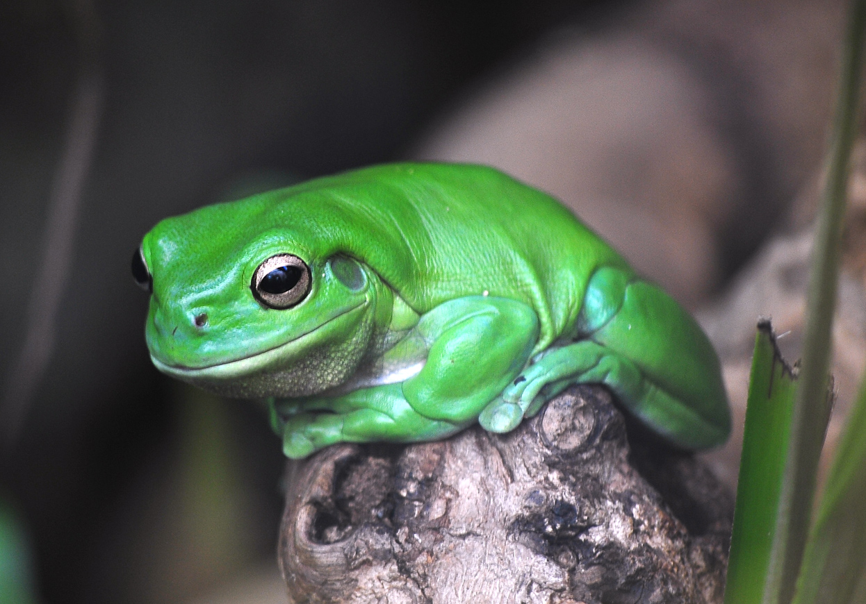 Green Tree Frog - Litoria caerulea