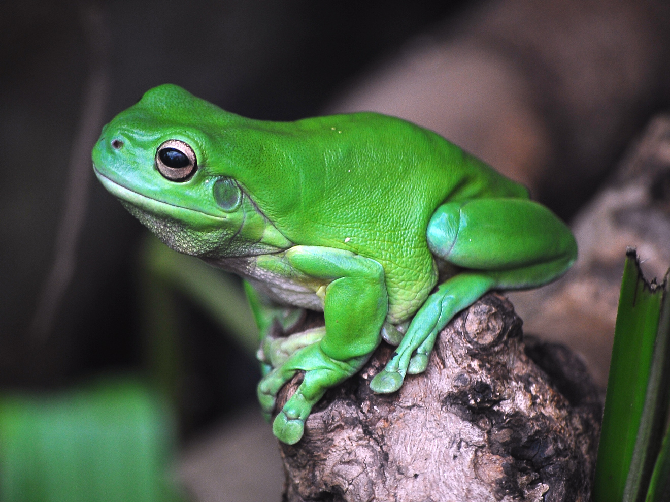Green Tree Frog - Litoria caerulea