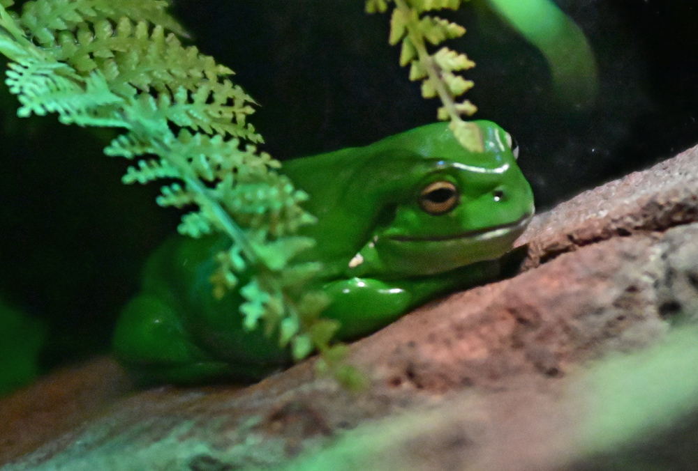 Green Tree Frog - Litoria caerulea