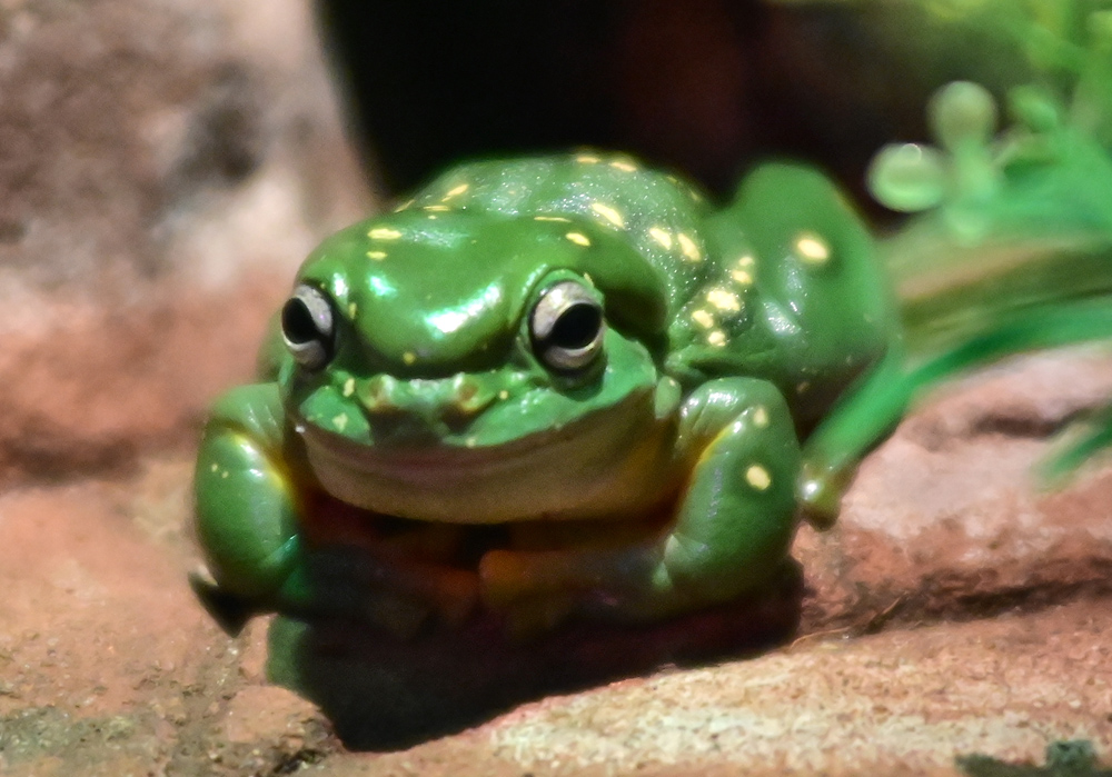 Magnificent Tree Frog - Litoria splendida