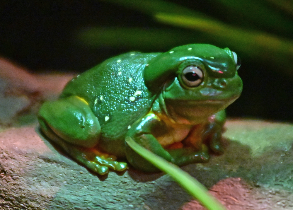 Magnificent Tree Frog - Litoria splendida
