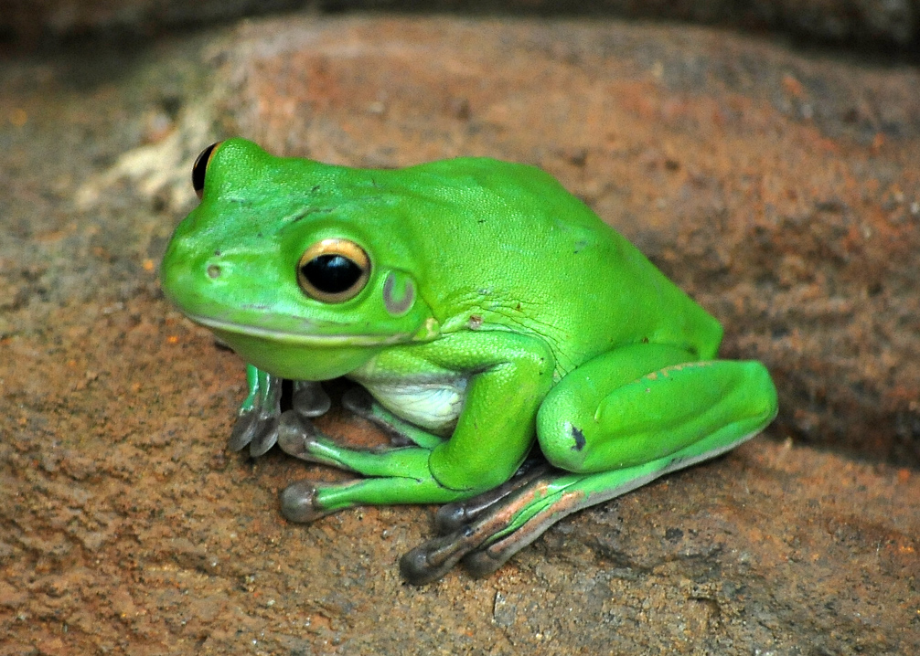 White-lipped Tree Frog - Litoria infrafrenata
