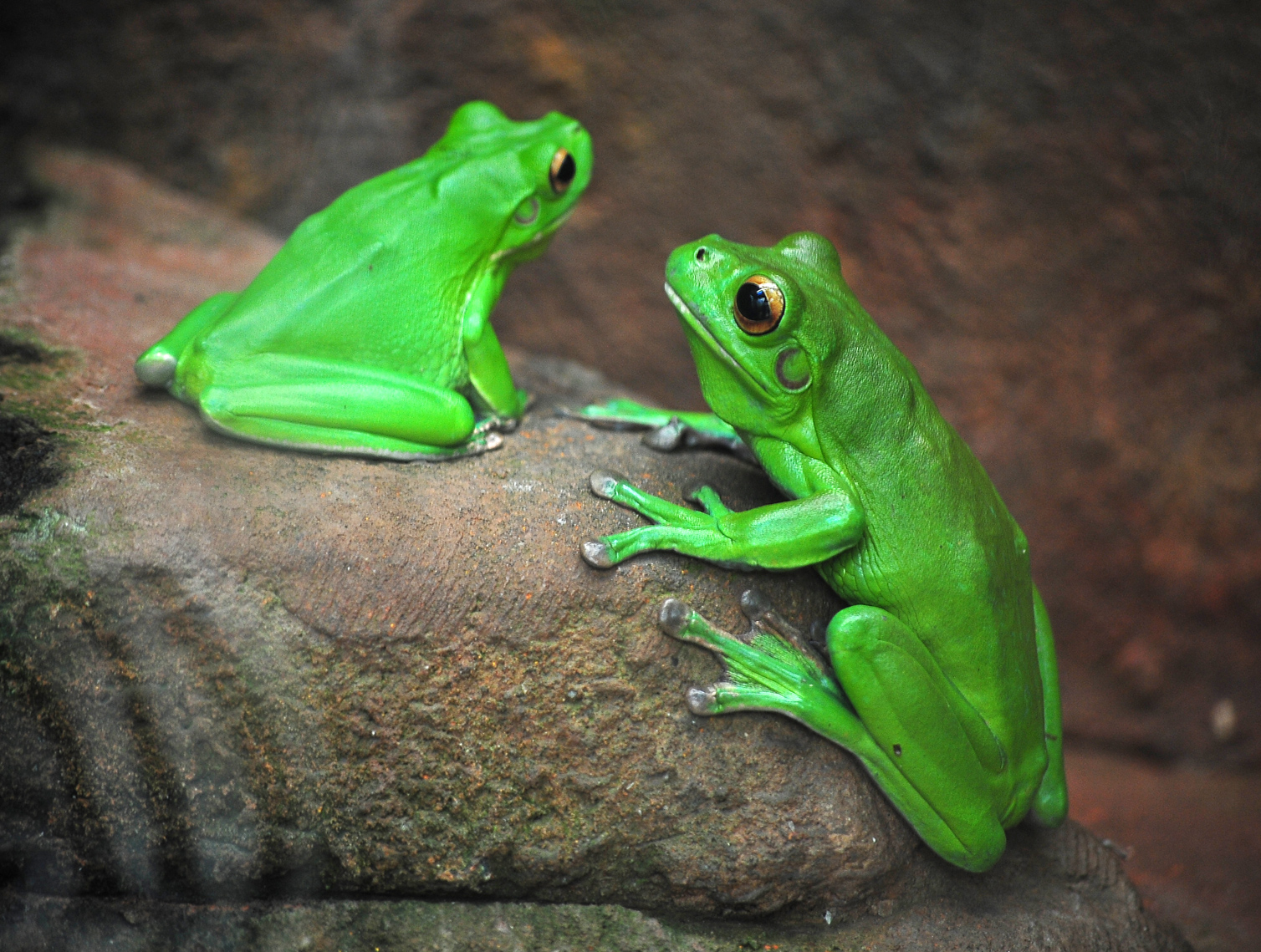 White-lipped Tree Frog - Litoria infrafrenata