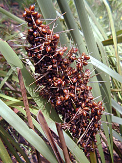 Making Cordage - Seed head of lomandra