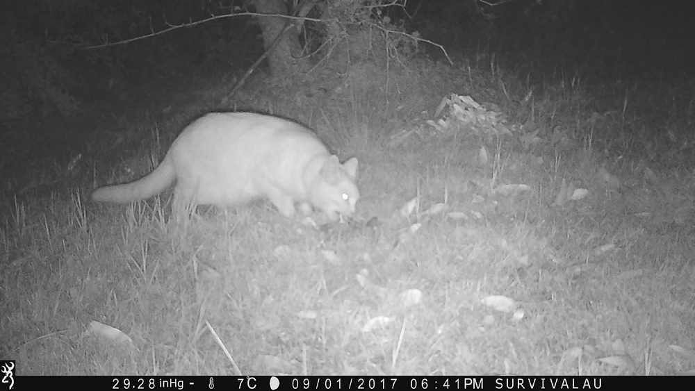 The cat looks different in the dark, seen in infrared light - Using a Trail Camera to Practice Trapping and/or Study Animals