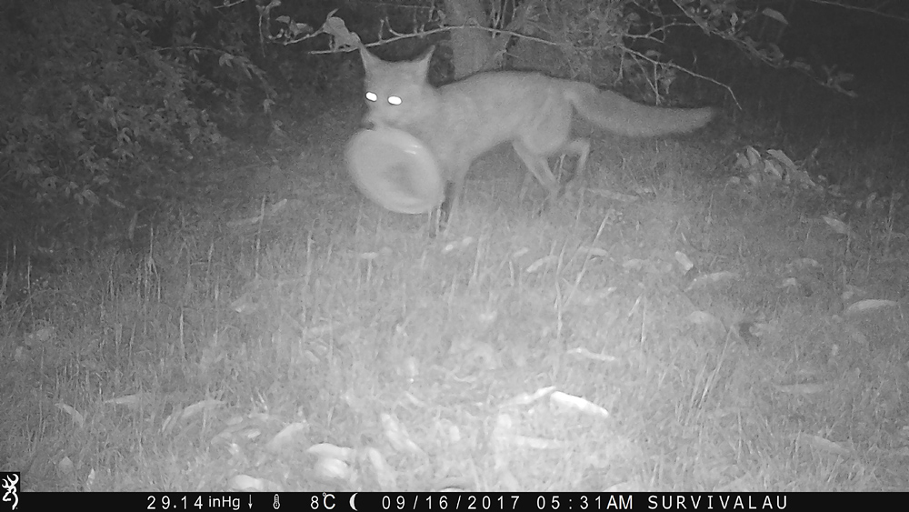 The fox picks up the plastic plate - Using a Trail Camera to Practice Trapping and/or Study Animals