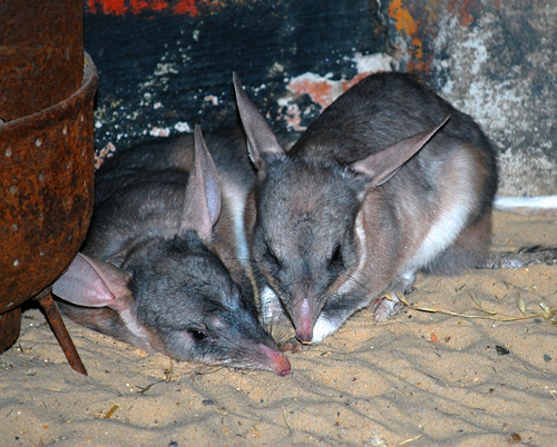 Bilby - Macrotis Lagotis - Australian Mammals - Sydney and the Blue Mountains