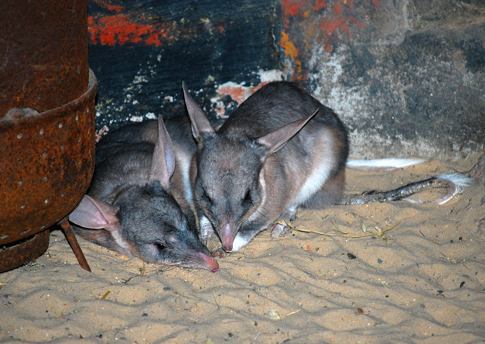 Bilby - Macrotis Lagotis