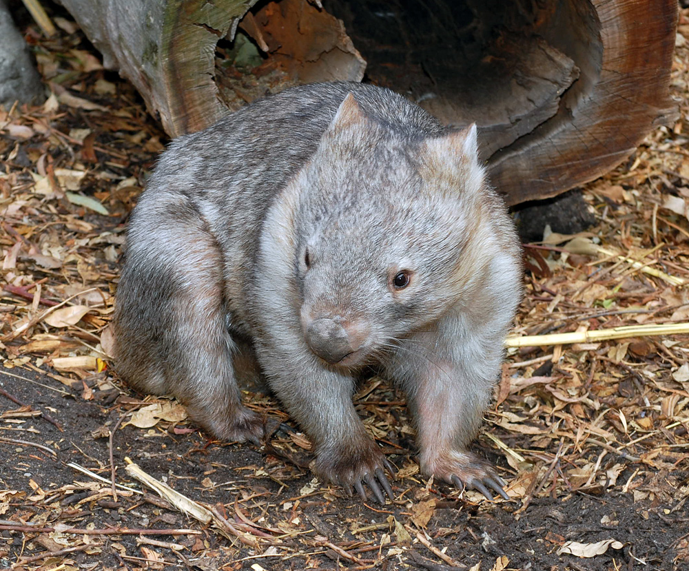 Common Wombat - Vombatus ursinus
