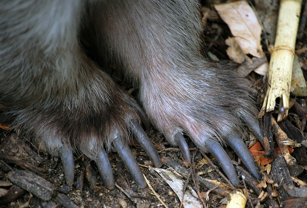 Common Wombat - Vombatus ursinus