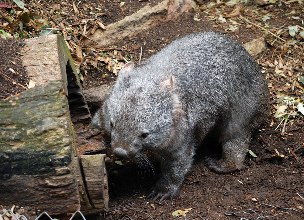 Common Wombat - Vombatus ursinus