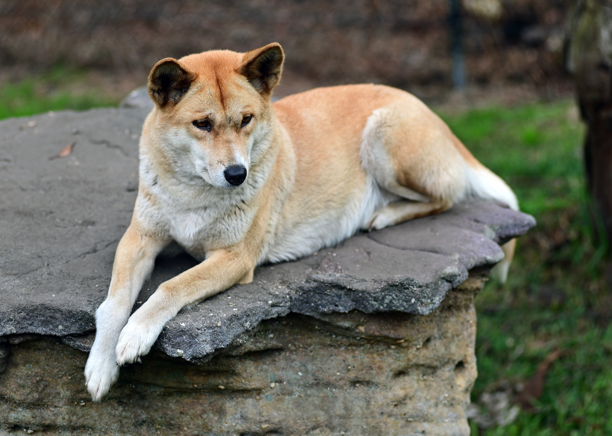 Dingo - Canis lupus dingo