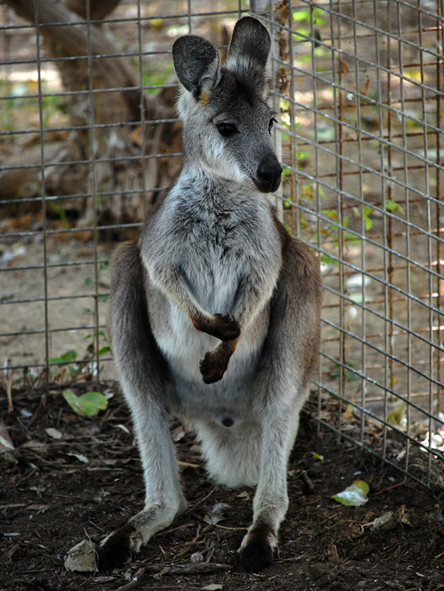 Eastern Wallaroo - Macropus robustus - Australian Mammals - Sydney and the Blue Mountains