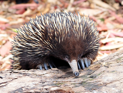 Short-beaked Echidna - Tachyglossus aculeatus - Australian Mammals - Sydney and the Blue Mountains
