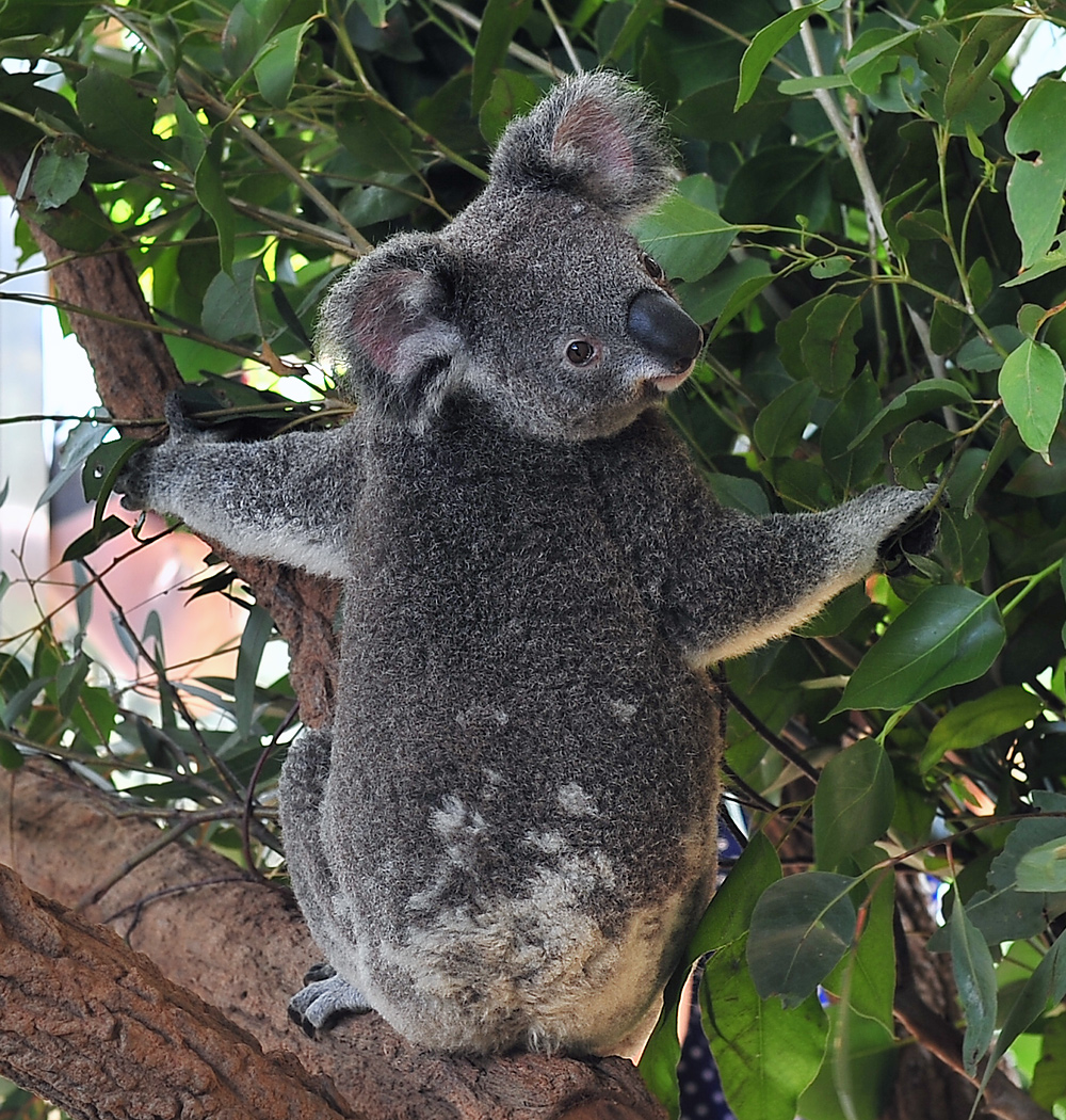 Koala - Phascolarctos cinereus