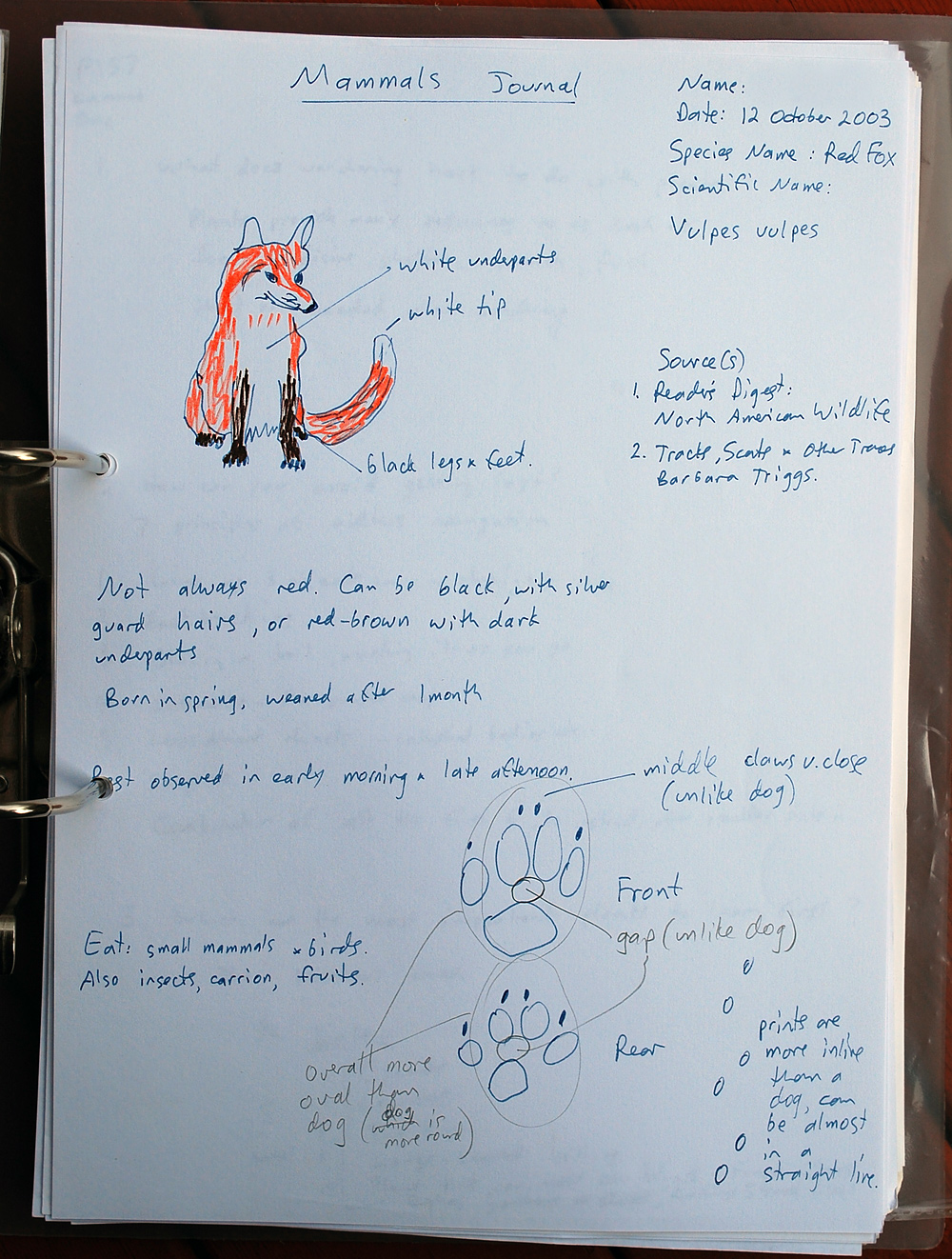 Red Fox - Vulpes vulpes