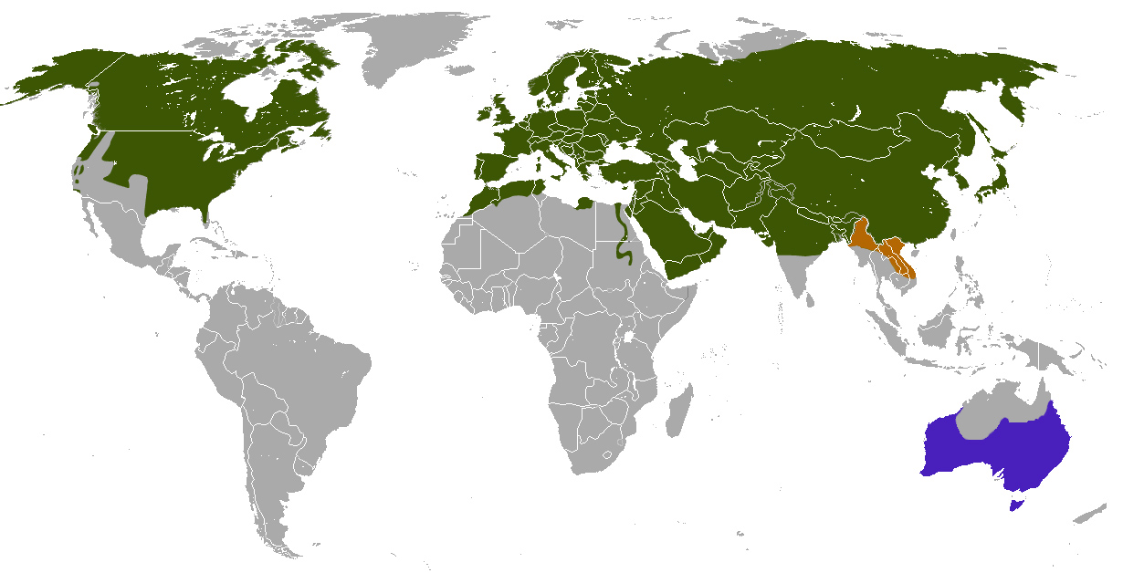 Red Fox - Vulpes vulpes