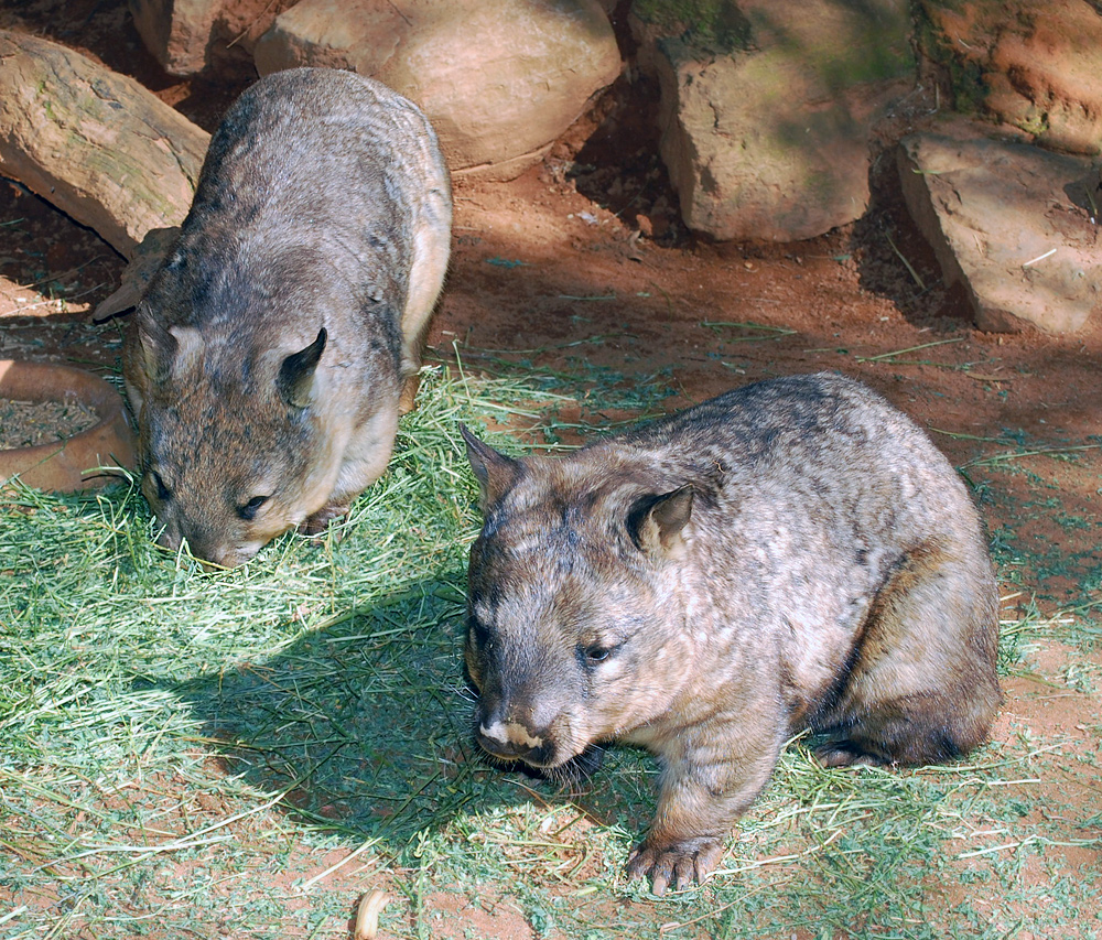 Southern Hairy-nosed Wombat - Lasiorhinus latifrons