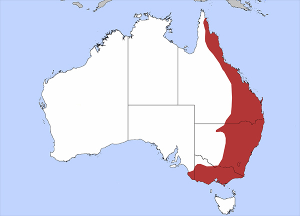 Swamp Wallaby Range