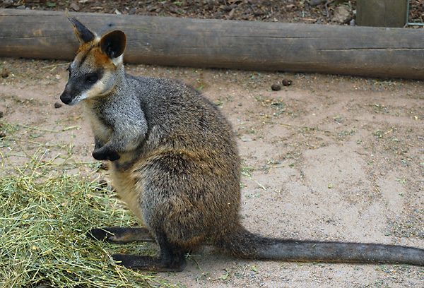 Swamp Wallaby, Side View - Wallabia bicolor Swamp Wallaby, Side View - Wallabia bicolor