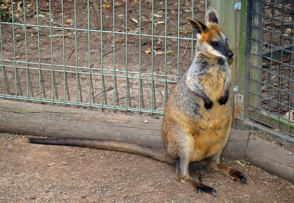 Swamp Wallaby Using Camera Flash - Wallabia bicolor
