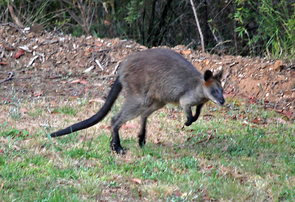 A Hopping Swamp Wallaby - Wallabia bicolor A Hopping Swamp Wallaby - Wallabia bicolor