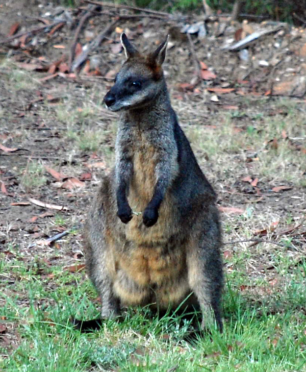 Swamp Wallaby in the Garden at Wentworth Falls - Wallabia bicolor Swamp Wallaby in the Garden at Wentworth Falls - Wallabia bicolor