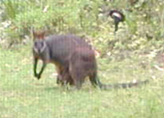 Blurry Swamp Wallaby Through Window - Wallabia bicolor