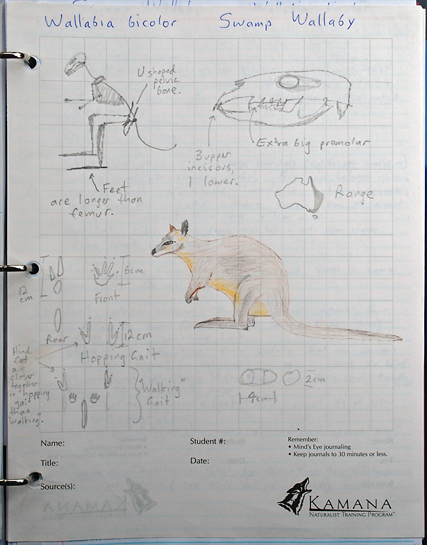 Swamp Wallaby Drawings - Wallabia bicolor