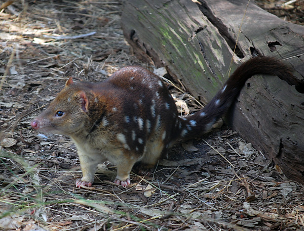 Tiger Quoll (Spot-tailed Quoll) - Dasyurus maculatus