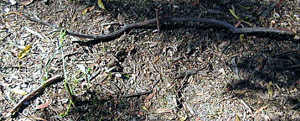 Springpole Deadfall Trap Overview