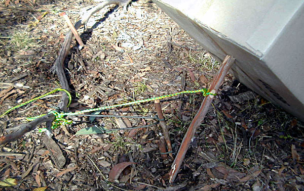 Springpole Deadfall Trap with Weight