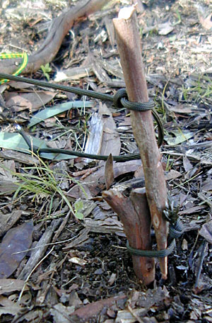 Springpole Deadfall Trap - Set Trigger