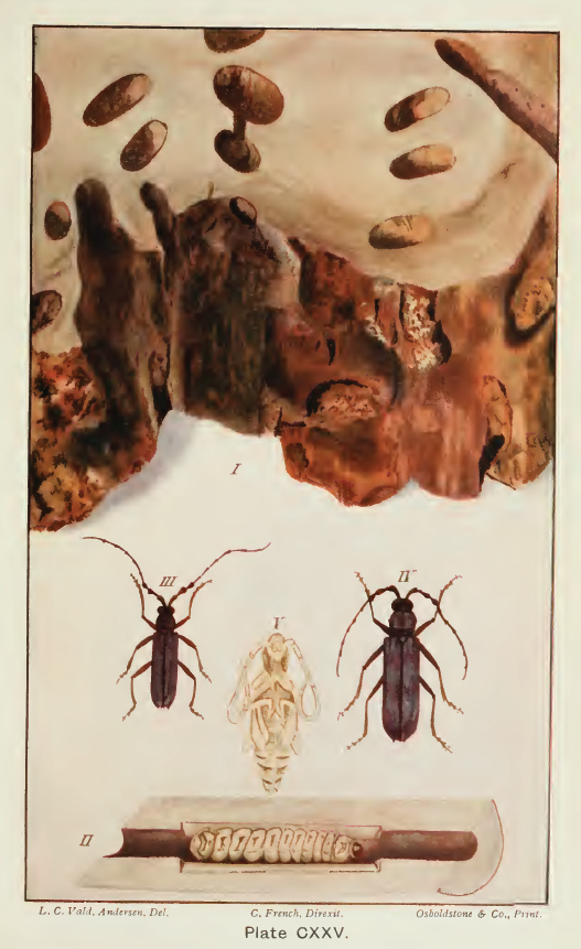 Witchetty Grubs - Greyish-Horned Beetle of the Wattle (Pachydissus sericus)