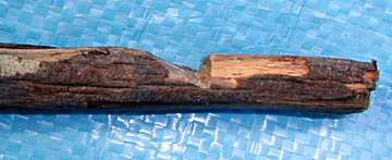 Paiute Deadfall Trap Cut 2