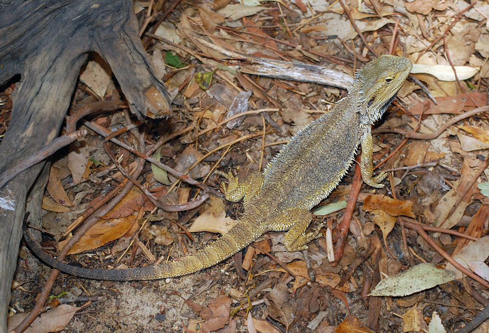Common Bearded Dragon - Pogona barbata