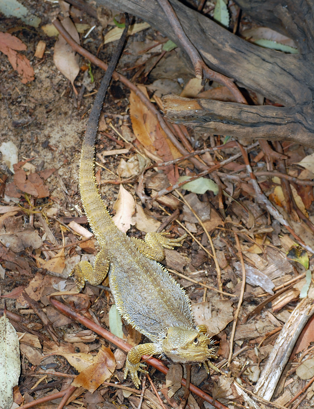 Common Bearded Dragon - Pogona barbata