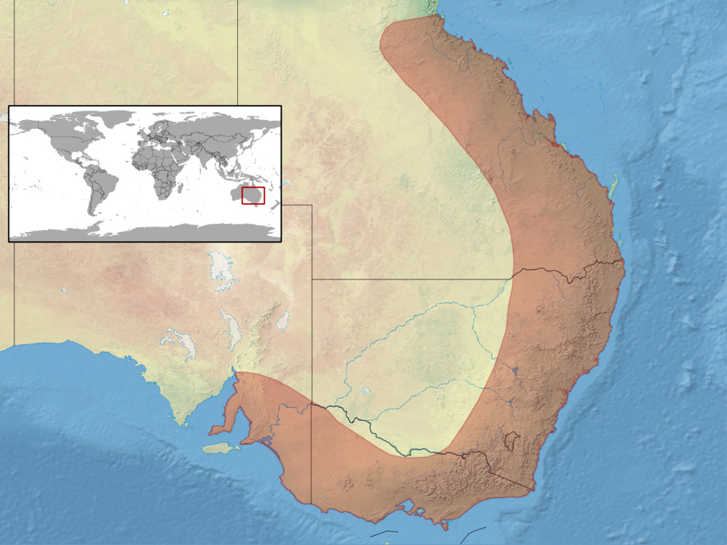 Common Bearded Dragon - Pogona barbata