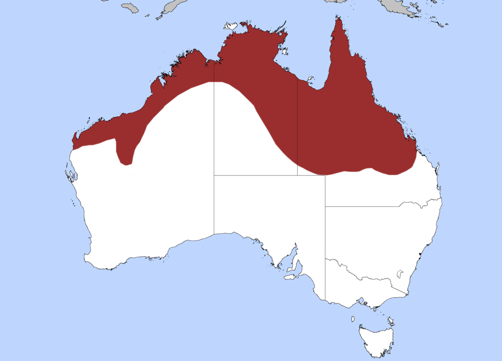 Black-headed Python - Aspidites melanocephalus