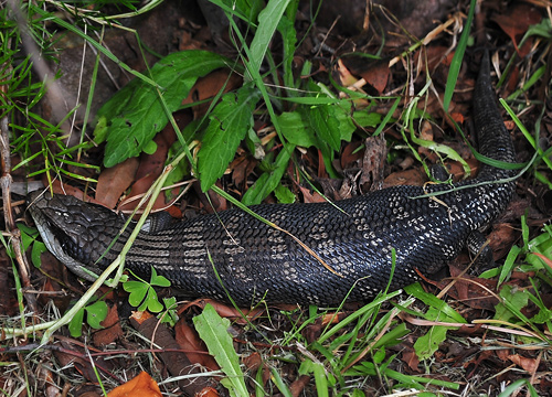 Common Blue-tongue Lizard - Tiliqua scincoides - Reptiles of Australia