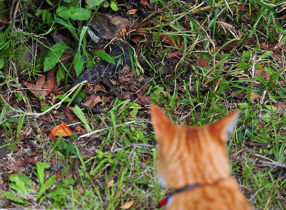 Finding a Secret Spot - Secret Place - Sit Spot - Sacred Place - Nature Awareness