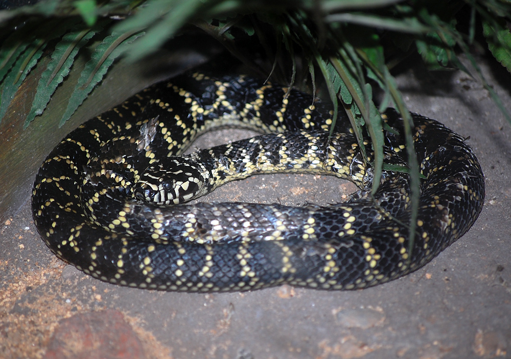 Broad-headed Snake - Hoplocephalus bungaroides