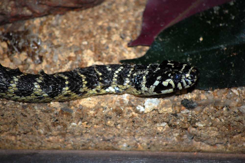 Broad-headed Snake - Hoplocephalus bungaroides