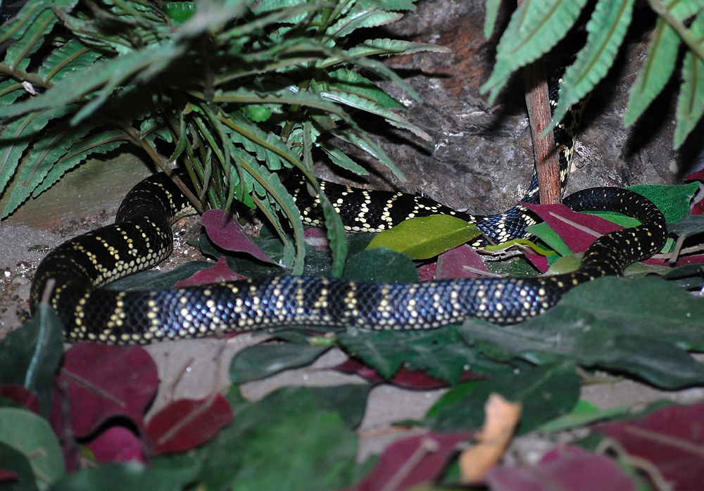 Broad-headed Snake - Hoplocephalus bungaroides