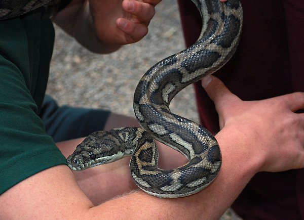 Carpet Python - Morelia spilota