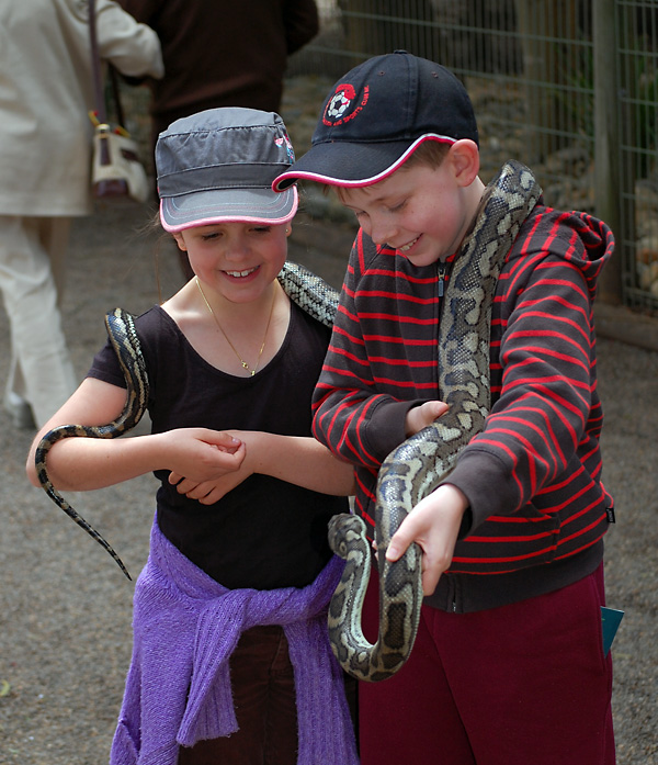Carpet Python - Morelia spilota
